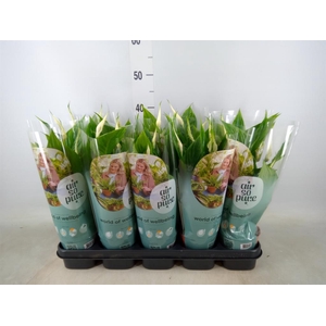 Spathiphyllum  'Torelli'