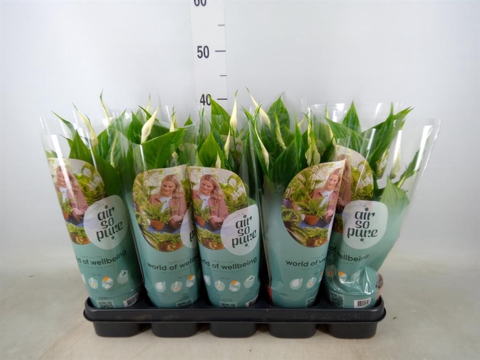 <h4>Spathiphyllum  'Torelli'</h4>