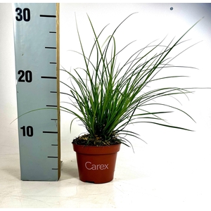 Carex brunnea (groen) p10,5