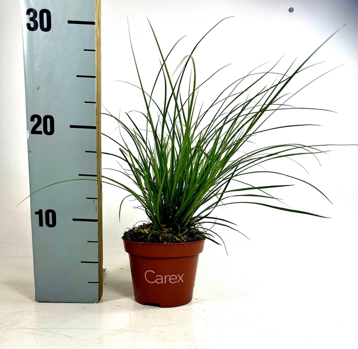 <h4>Carex brunnea (groen) p10,5</h4>