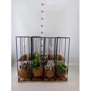 Planten Groen   ...mix  3