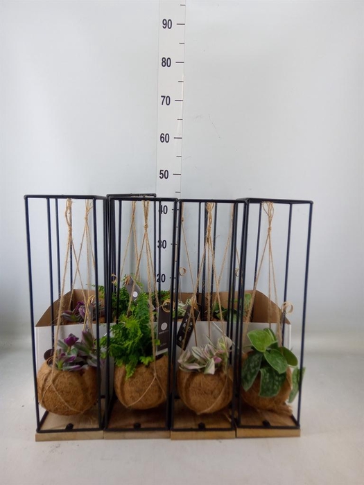 <h4>Planten Groen   ...mix  3</h4>