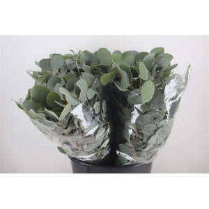 Euca Populus Short 150gr P Bunch