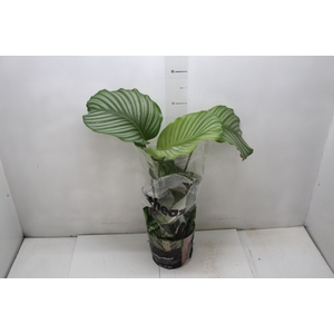 CALATHEA ORBIFOLIA P17