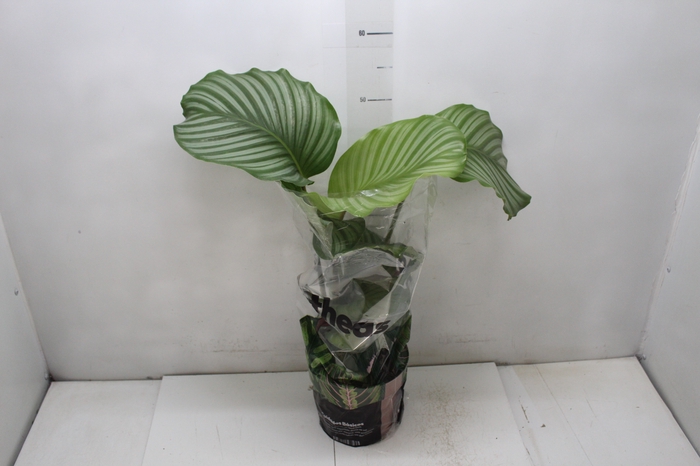 <h4>CALATHEA ORBIFOLIA P17</h4>