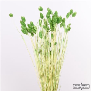 Dried Phalaris Bl Light Green Bunch