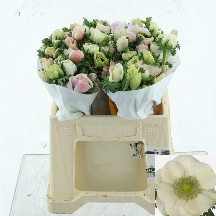 <h4>ANEM CO MIS + WHITE</h4>