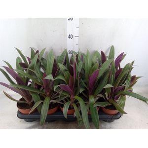 Tradescantia spath. 'Sitara'