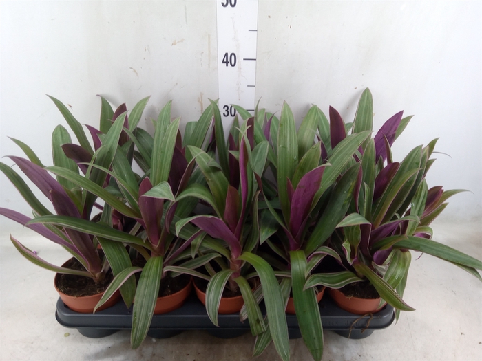 <h4>Tradescantia spath. 'Sitara'</h4>