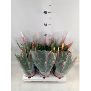 Vriesea  MF   ...mix 2