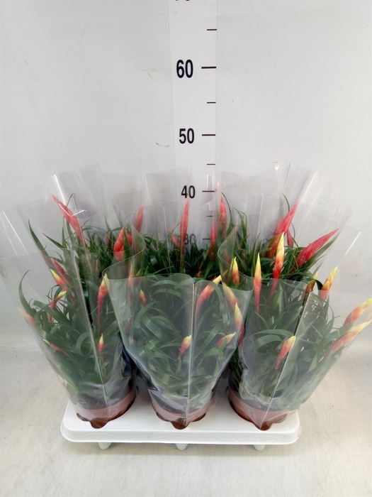 <h4>Vriesea  MF   ...mix 2</h4>