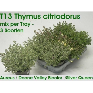 THYM CITRIODORUS