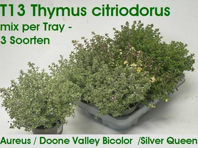 <h4>THYM CITRIODORUS</h4>