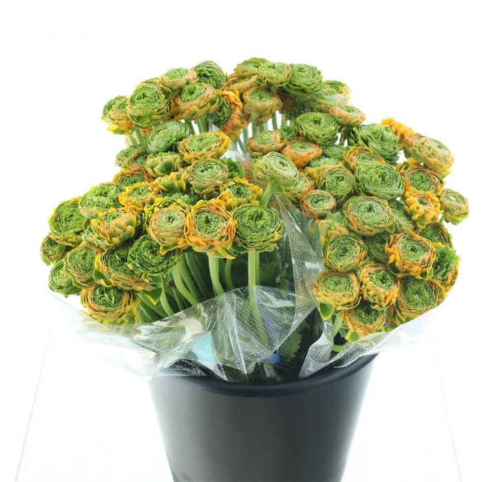 <h4>Ran Ponpon Merlino Orange Extra</h4>