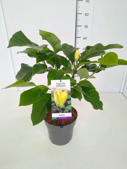 <h4>Magnolia</h4>