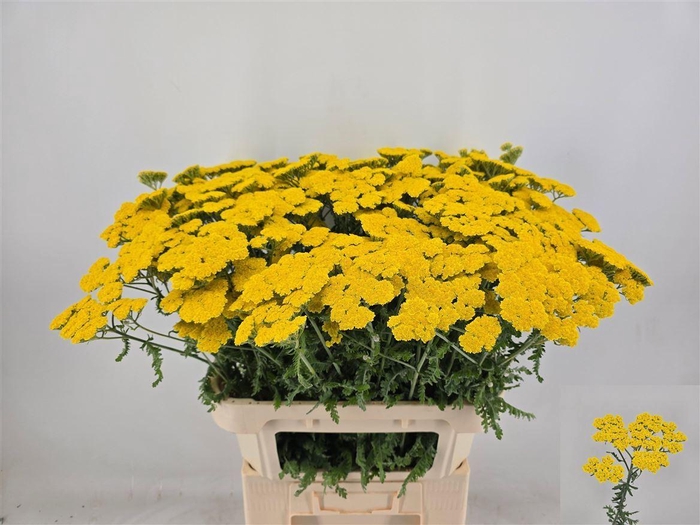<h4>Achillea 'Moonshine'</h4>