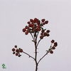 Rosa Corallo 120cm Ptk