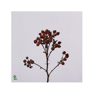 Rosa Corallo 90cm Ptk