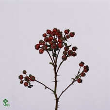 Rosa Corallo 120cm Ptk