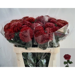 CHR G REGALM ROOD