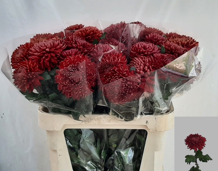 <h4>CHR G REGALM ROOD</h4>