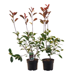 (Clearance Offer) Photinia fras. 'Red Robin' 60/80 C3 