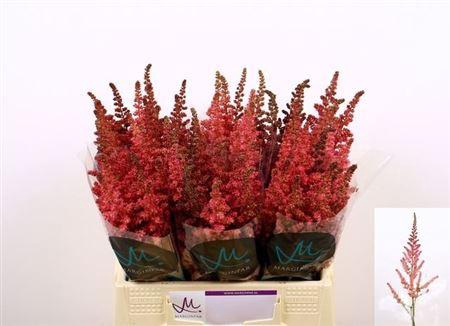 <h4>Astilbe C Vi Pink</h4>