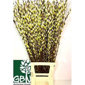 SALIX WILGENKATJES