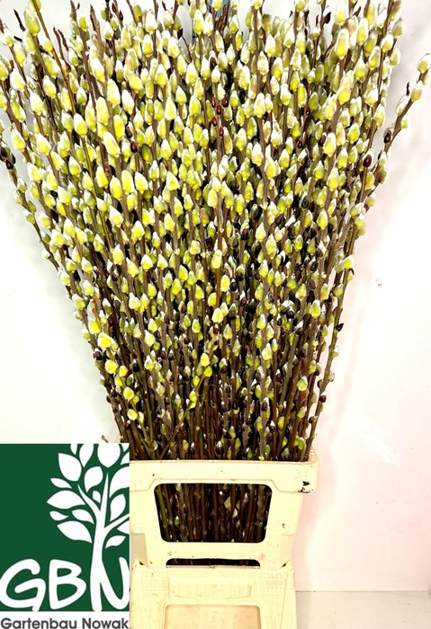 <h4>SALIX WILGENKATJES</h4>