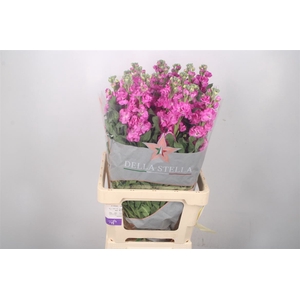 Matth Iron Hot Pink