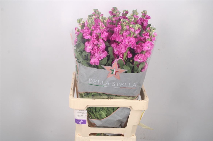 <h4>Matth Iron Hot Pink</h4>
