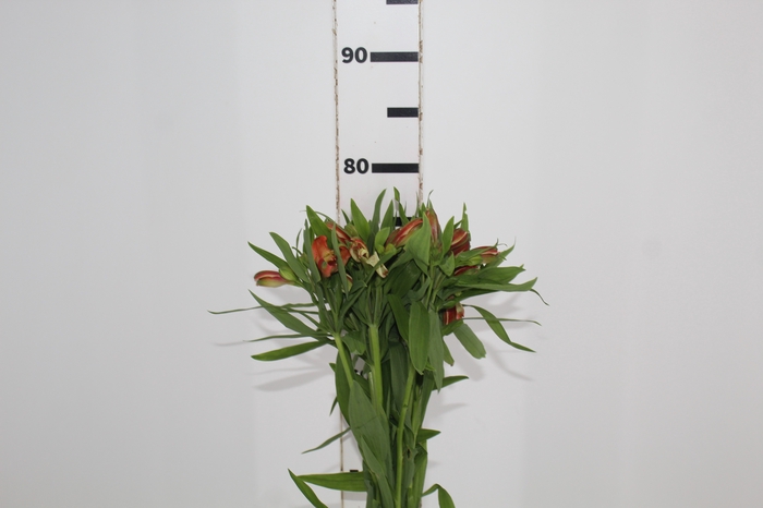 <h4>ALSTROEMERIA MOTION 080 CM LARANJA</h4>