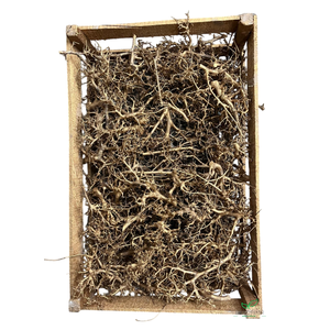BONSAI ANTIEK GOLD 100PCS