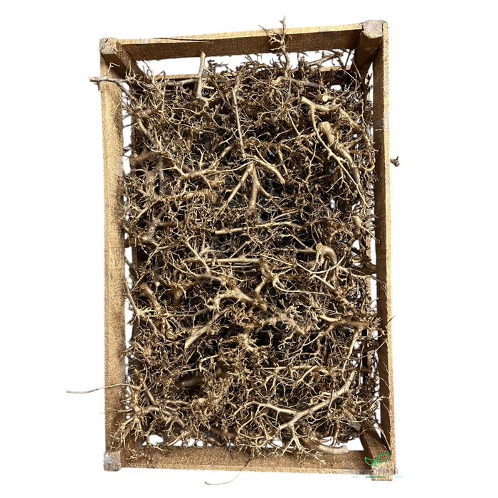 <h4>BONSAI ANTIEK GOLD 100PCS</h4>