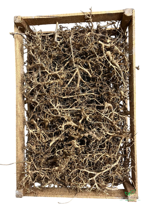 BONSAI ANTIEK GOLD 100PCS
