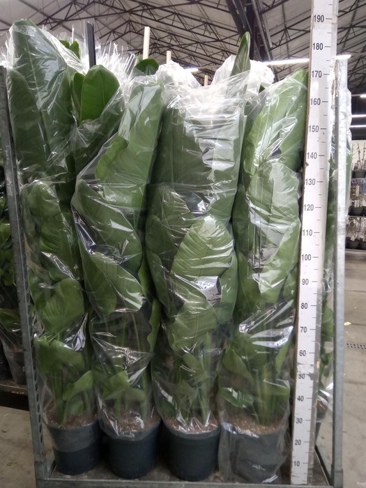 <h4>Strelitzia nicolai</h4>