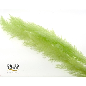 Dried cortaderia dadang light green