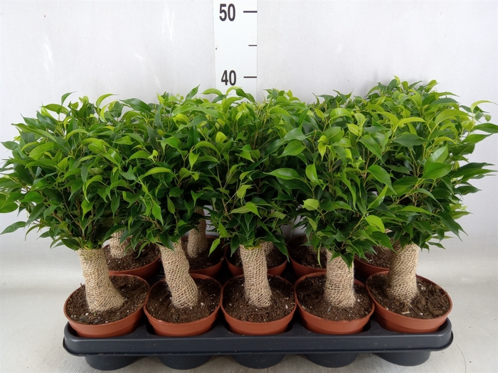 <h4>Ficus benja. 'Natasja'</h4>