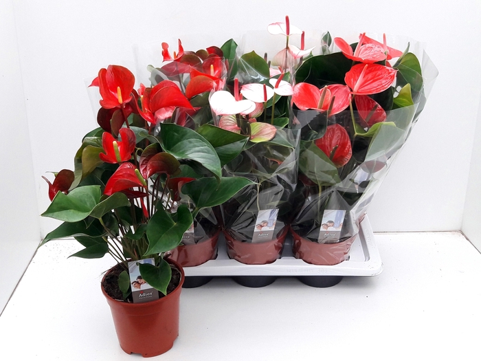 <h4>ANTHU AN GEM 3 KL</h4>