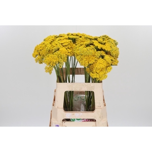 Achillea Park Variety