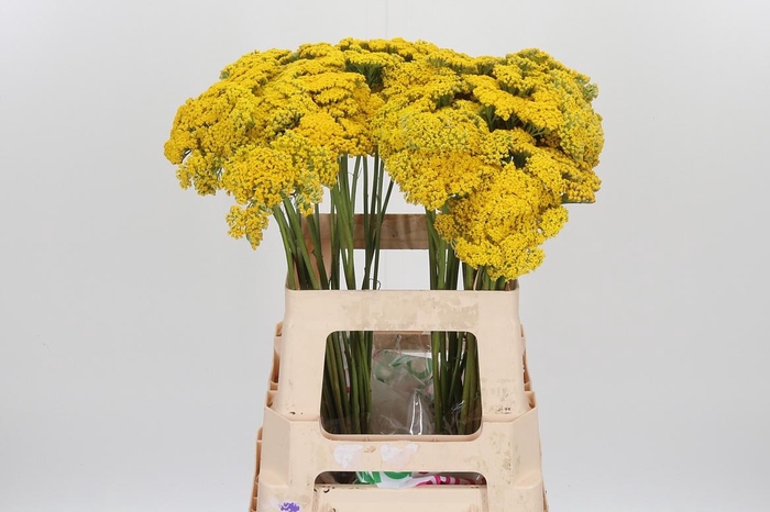 <h4>Achillea Park Variety</h4>