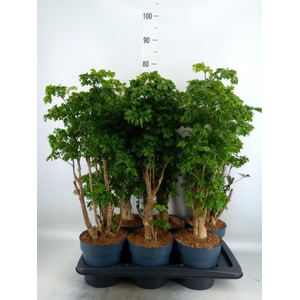 Polyscias  'Roble'