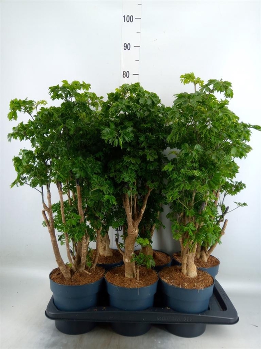 <h4>Polyscias  'Roble'</h4>