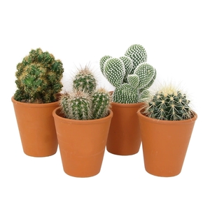 Cactus roodsteen vaas 9 cm