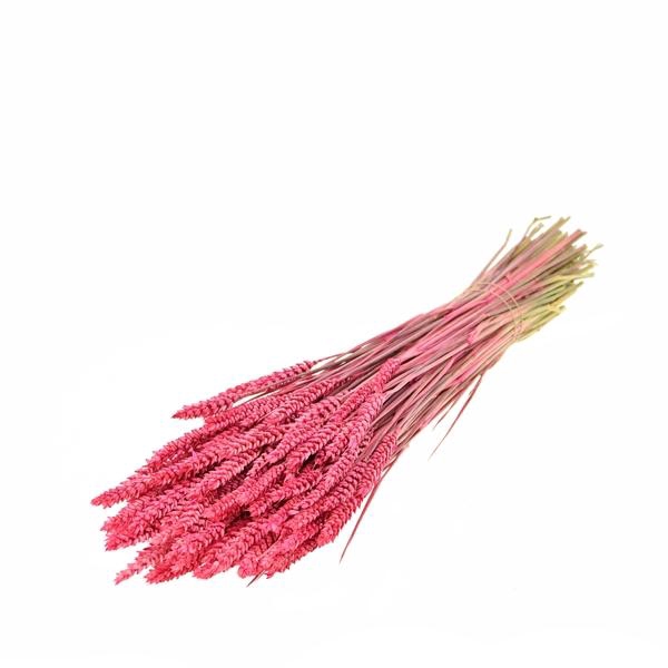 <h4>Tarwe Sugar Pink</h4>