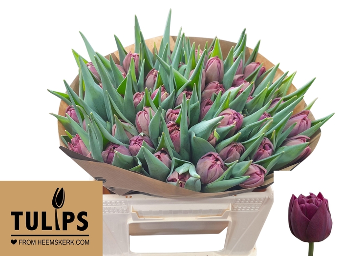 <h4>TU DU ALISON BRADLEY</h4>