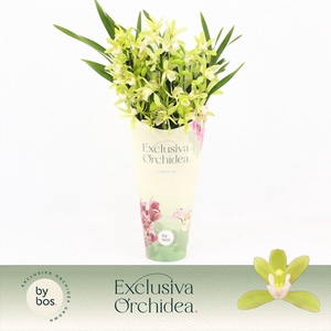 Cymbidium, Mint Source 5-spike 'Exclusiva Orchidea' Potcover