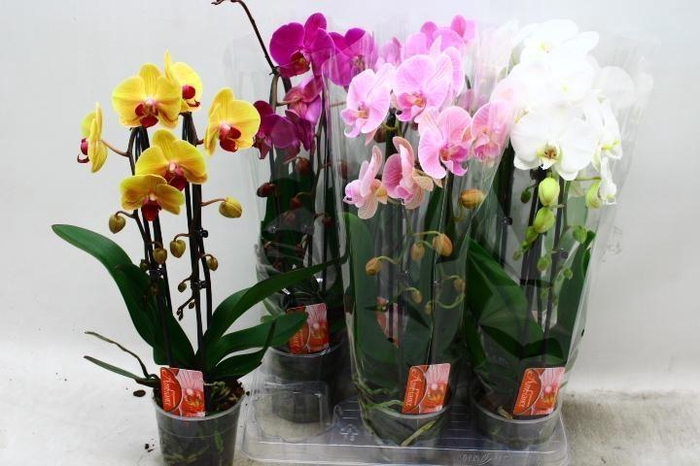 <h4>PHAL EL CASCADE</h4>