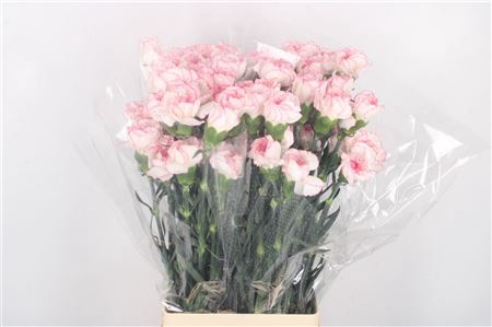 <h4>DI ST PASTEL DAMASCUS</h4>