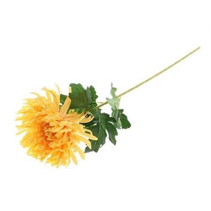 Stem Chrysanthemum